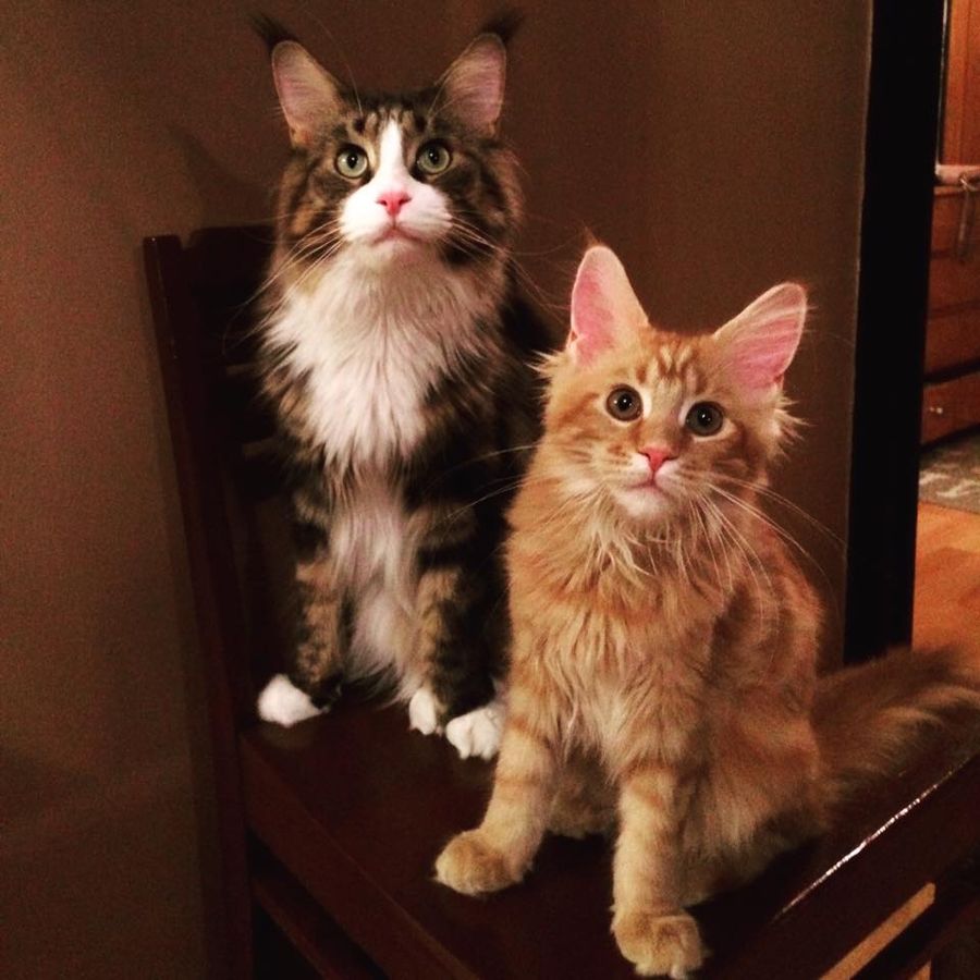Kaksi maine coon -kissaa